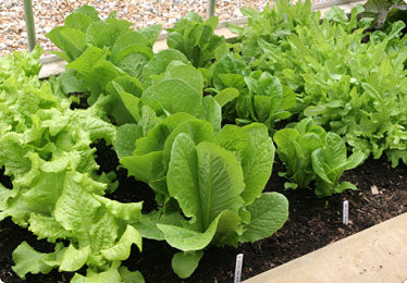 How to plant vegetables