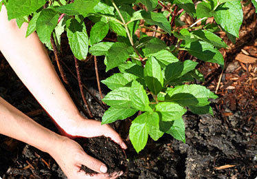 How to plant Trees & Shrubs